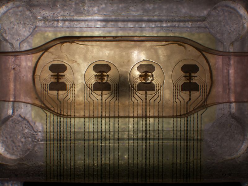 Żywe procesory FinalSpark, AI